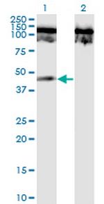 TNFRSF19 Antibody in Western Blot (WB)