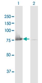 C20ORF42 Antibody in Western Blot (WB)