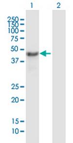 NSFL1C Antibody in Western Blot (WB)