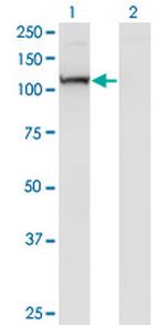 PCDHA7 Antibody in Western Blot (WB)