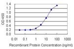 TEX14 Antibody in ELISA (ELISA)