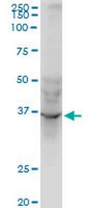 AVEN Antibody in Western Blot (WB)