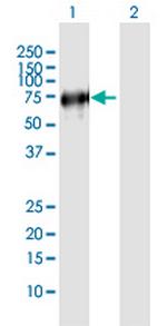 VISA Antibody in Western Blot (WB)