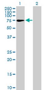 ZNF319 Antibody in Western Blot (WB)