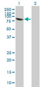 PLEKHA4 Antibody in Western Blot (WB)