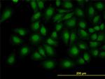 TRIB3 Antibody in Immunocytochemistry (ICC/IF)