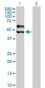 SIGIRR Antibody in Western Blot (WB)