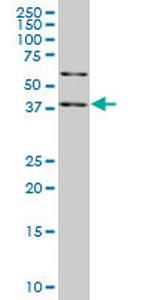 SAV1 Antibody in Western Blot (WB)