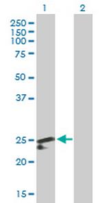 PDF Antibody in Western Blot (WB)