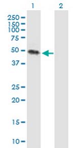 KREMEN2 Antibody in Western Blot (WB)