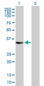 BIRC7 Antibody in Western Blot (WB)