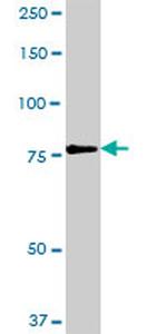 RUFY1 Antibody in Western Blot (WB)