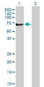 RUFY1 Antibody in Western Blot (WB)