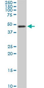 TSC22D4 Antibody in Western Blot (WB)