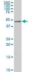 TSC22D4 Antibody in Western Blot (WB)