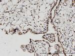 H2AFV Antibody in Immunohistochemistry (Paraffin) (IHC (P))