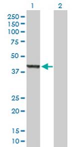 ASZ1 Antibody in Western Blot (WB)