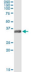 GSC Antibody in Immunoprecipitation (IP)