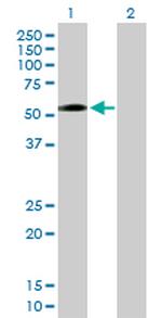 ZNF563 Antibody in Western Blot (WB)