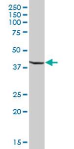 ZFP1 Antibody in Western Blot (WB)