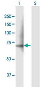 PDE12 Antibody in Western Blot (WB)