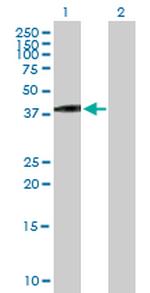 VGLL3 Antibody in Western Blot (WB)