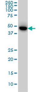 MEF2BNB Antibody in Western Blot (WB)