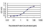 MEF2BNB Antibody in ELISA (ELISA)