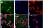 Human IgG Fc Secondary Antibody in Immunocytochemistry (ICC/IF)