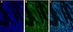 H3K4me3 Antibody in Immunocytochemistry (ICC/IF)