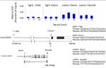 Phospho-Histone H3 (Ser28) Antibody in ChIP Assay (ChIP)