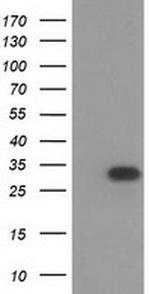 HAGHL Antibody in Western Blot (WB)