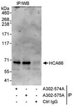 HCA66 Antibody in Immunoprecipitation (IP)