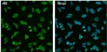 HDAC1 Antibody in Immunocytochemistry (ICC/IF)