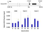 HDAC4 Antibody in ChIP Assay (ChIP)