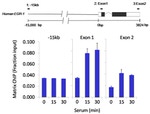 HDAC4 Antibody in ChIP Assay (ChIP)