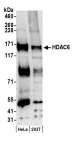 HDAC6 Antibody in Western Blot (WB)