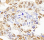 HDAC7 Antibody in Immunohistochemistry (IHC)