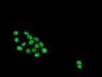 HES1 Antibody in Immunocytochemistry (ICC/IF)