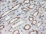 HES1 Antibody in Immunohistochemistry (Paraffin) (IHC (P))