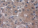 HES1 Antibody in Immunohistochemistry (Paraffin) (IHC (P))