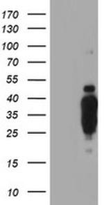 HES1 Antibody in Western Blot (WB)