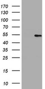 HMGXB4 Antibody in Western Blot (WB)