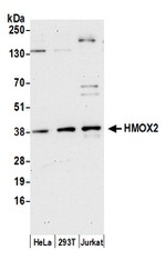 HMOX2 Antibody in Western Blot (WB)