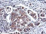 HMOX2 Antibody in Immunohistochemistry (Paraffin) (IHC (P))