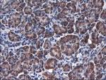 HMOX2 Antibody in Immunohistochemistry (Paraffin) (IHC (P))