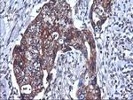 HMOX2 Antibody in Immunohistochemistry (Paraffin) (IHC (P))