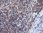 HMOX2 Antibody in Immunohistochemistry (Paraffin) (IHC (P))