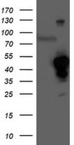 HMOX2 Antibody in Western Blot (WB)