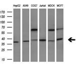 HMOX2 Antibody in Western Blot (WB)